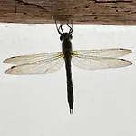 Βίλα Filistrina